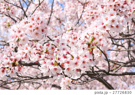 浜松市天竜区船明ダムの桜 27726830