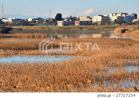 見沼田圃:芝川第一調節池 見沼田圃:芝川第一調節池 27727254