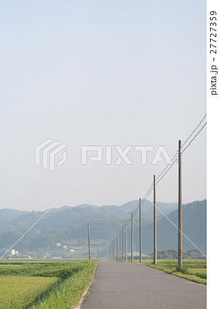 霧の稲穂の道と電柱 27727359