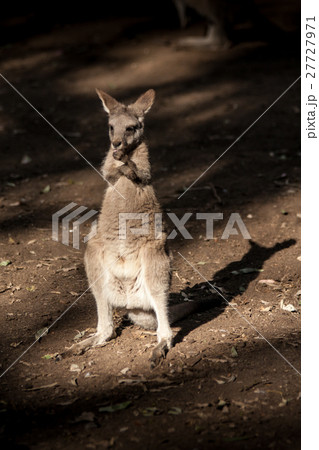 Little Kangaroo Australia native animal 27727971