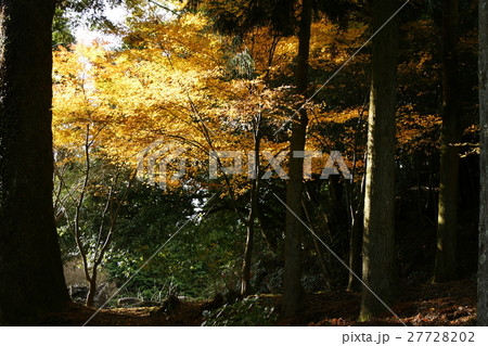 播州清水寺　黄葉 27728202