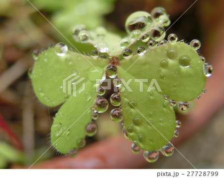 かたばみ 27728799