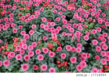 マリーゴールドの花絨毯 27728994