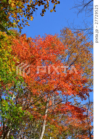 栗駒山 栗駒山 27729525