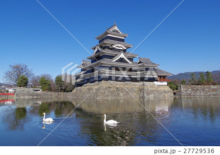信州　国宝　松本城と内堀を泳ぐ白鳥（二羽）横　松本観光の中心　現存１２天守のひとつ 27729536