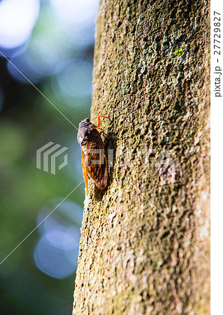 Japanese cicada found during summer time in Asian 27729827
