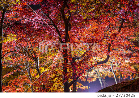 最上山公園もみじ山の 燃えるような美しいライトアップ紅葉 兵庫県宍粟市 の写真素材