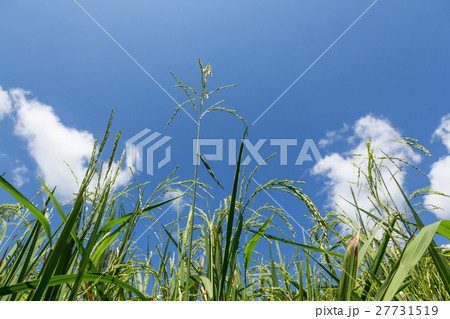 Green rice fields Green rice fields 27731519