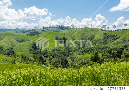 Green rice fields Green rice fields 27731523