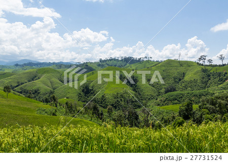 Green rice fields Green rice fields 27731524