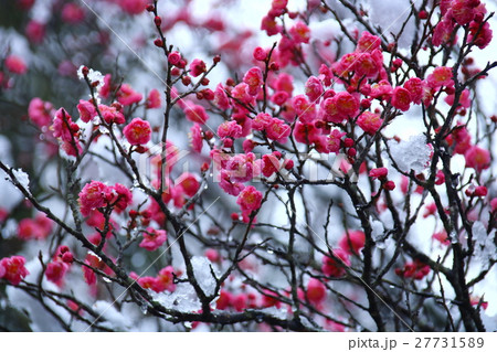 紅梅 27731589
