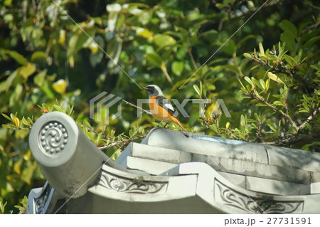 ジョウビタキ 27731591