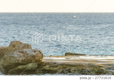 Crabs on a rock in a Curacao beach. 27731610