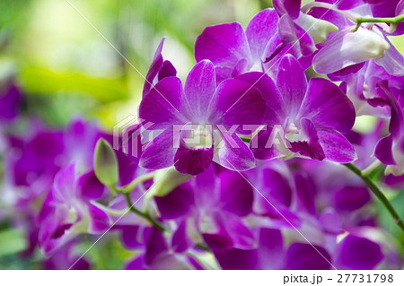 紫の蘭の花の写真素材