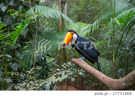 Exotic toucan brazilian bird in nature in Foz 27731868