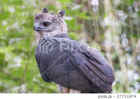 The majestic eagle harpy bird in Brazil The majestic eagle harpy bird in Brazil 27731874