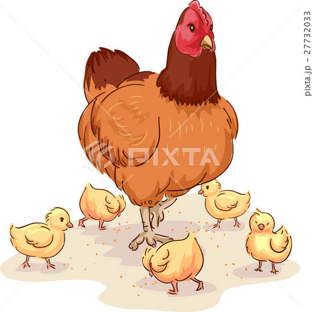Mother Hen Looking After Chicks 27732033