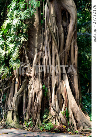 熱帯のイチジクの気根に覆われた木の写真素材