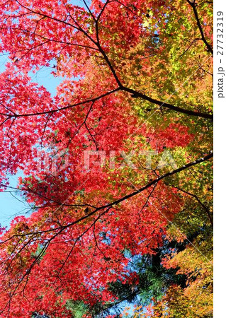根来寺の紅葉 27732319