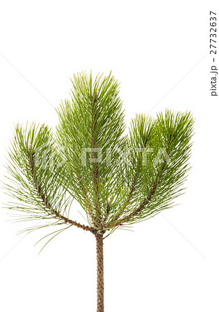 pine branch pine branch 27732637