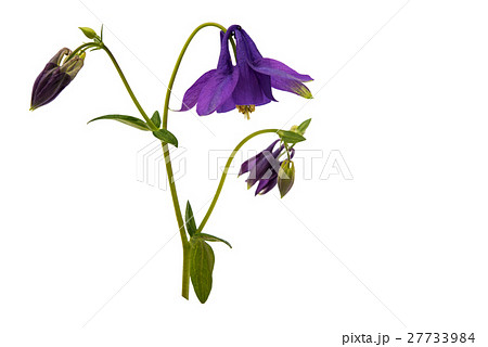 aquilegia flower isolated 27733984
