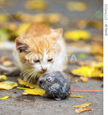 red cat caught the mouse 27734522