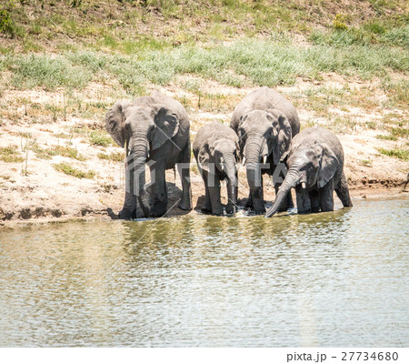Herd of Elephants drinking. 27734680