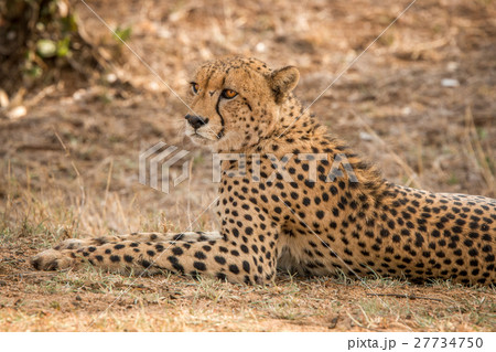 Cheetah laying in the grass. Cheetah laying in the grass. 27734750
