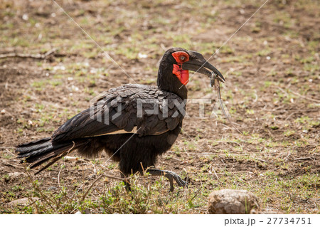 Southern ground hornbill feeding on a Lizard. 27734751