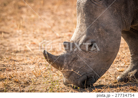 White Rhino eating. White Rhino eating. 27734754