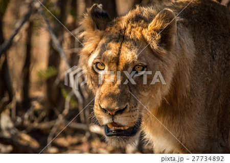 Starring young male Lion. 27734892