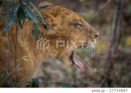 Yawning Lion cub. 27734897