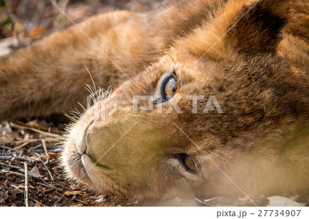 Lion cub resting in the dirt. Lion cub resting in the dirt. 27734907