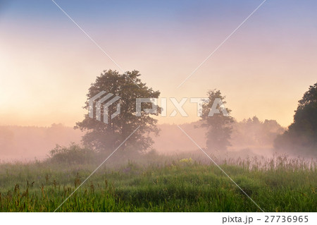 Summer misty dawn on the bog. Foggy swamp Summer misty dawn on the bog. Foggy swamp 27736965