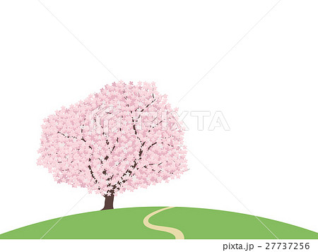 1本桜 27737256