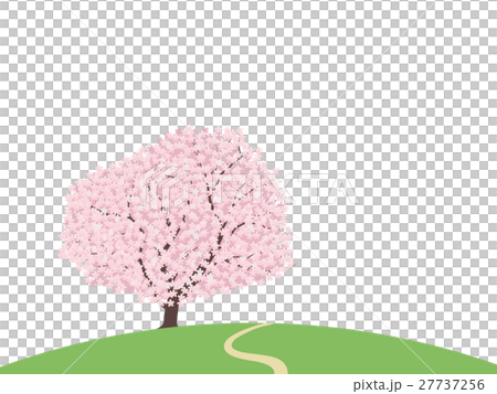 1本桜 27737256