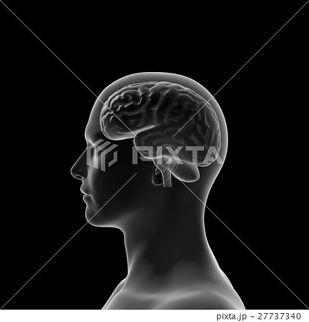 脳 人の頭脳のイラスト素材
