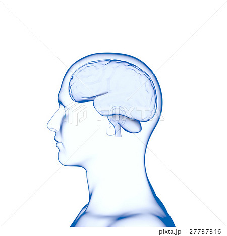 脳, 人の頭脳 27737346