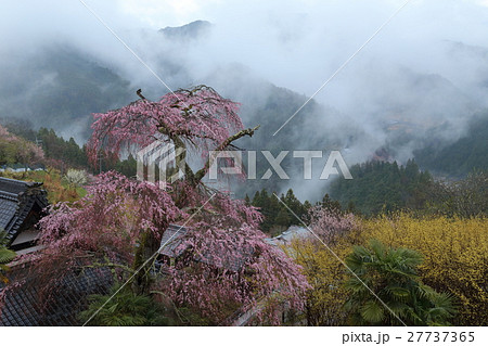 天空の一本桜 光専寺 天空の一本桜 光専寺 27737365