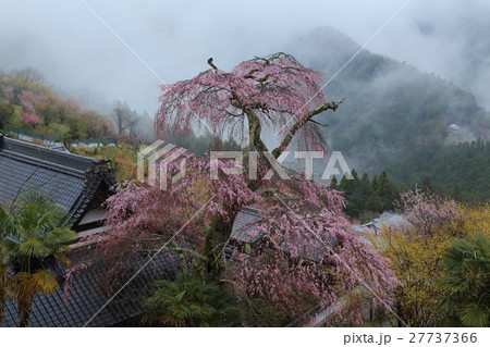 天空の一本桜 光専寺 天空の一本桜 光専寺 27737366