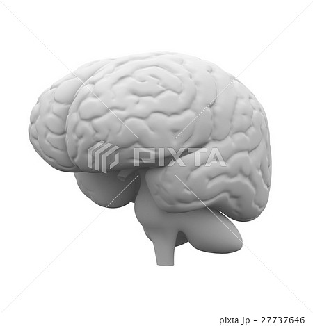 人間の脳の3dモデルのイラスト素材
