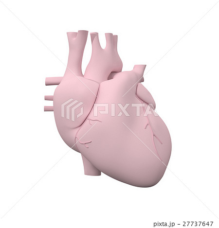 人間の心臓の3dモデルのイラスト素材
