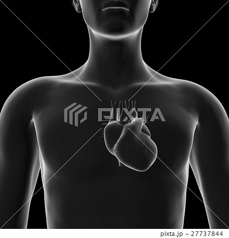 心臓, 医療モデル 心臓, 医療モデル 27737844