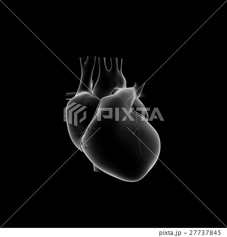 人の心臓のモデルのイラスト素材