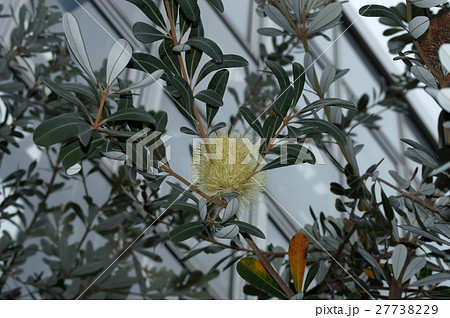 バンクシア 27738229