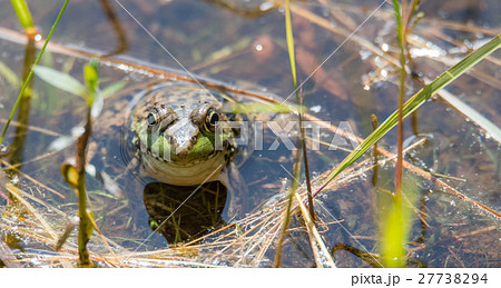 Big green Common bull frog with bugs on it. Big green Common bull frog with bugs on it. 27738294