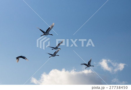 丹頂鶴　（鶴居村） 27738450