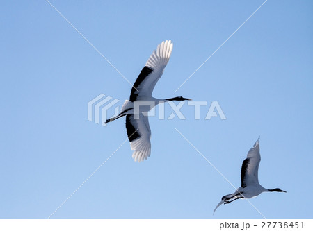 丹頂鶴 (鶴居村) 丹頂鶴 (鶴居村) 27738451