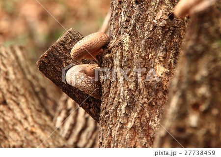 椎茸の原木栽培、大分県産椎茸 椎茸の原木栽培、大分県産椎茸 27738459