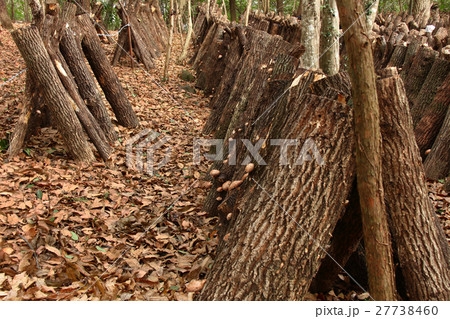 椎茸の原木栽培、大分県産椎茸 27738460